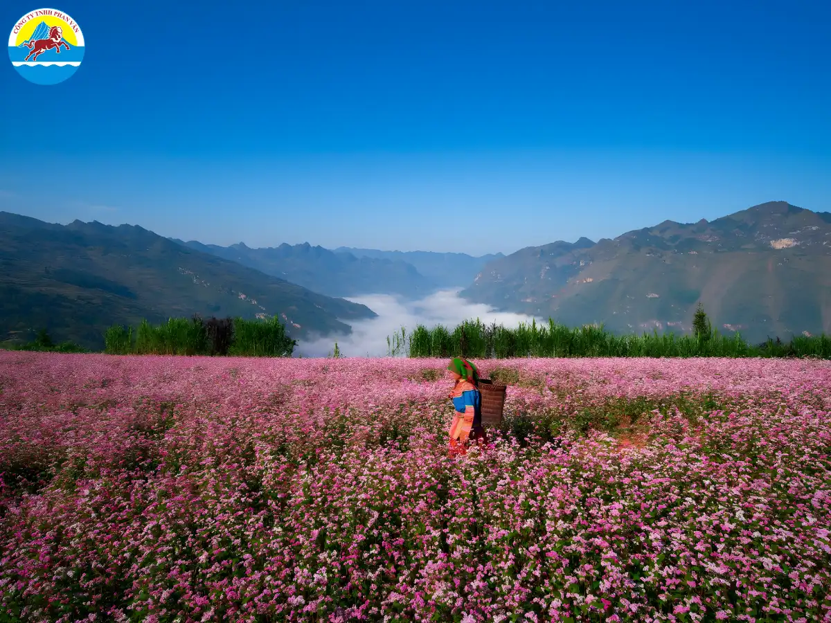 mùa hoa tam giác mạch Hà Giang
