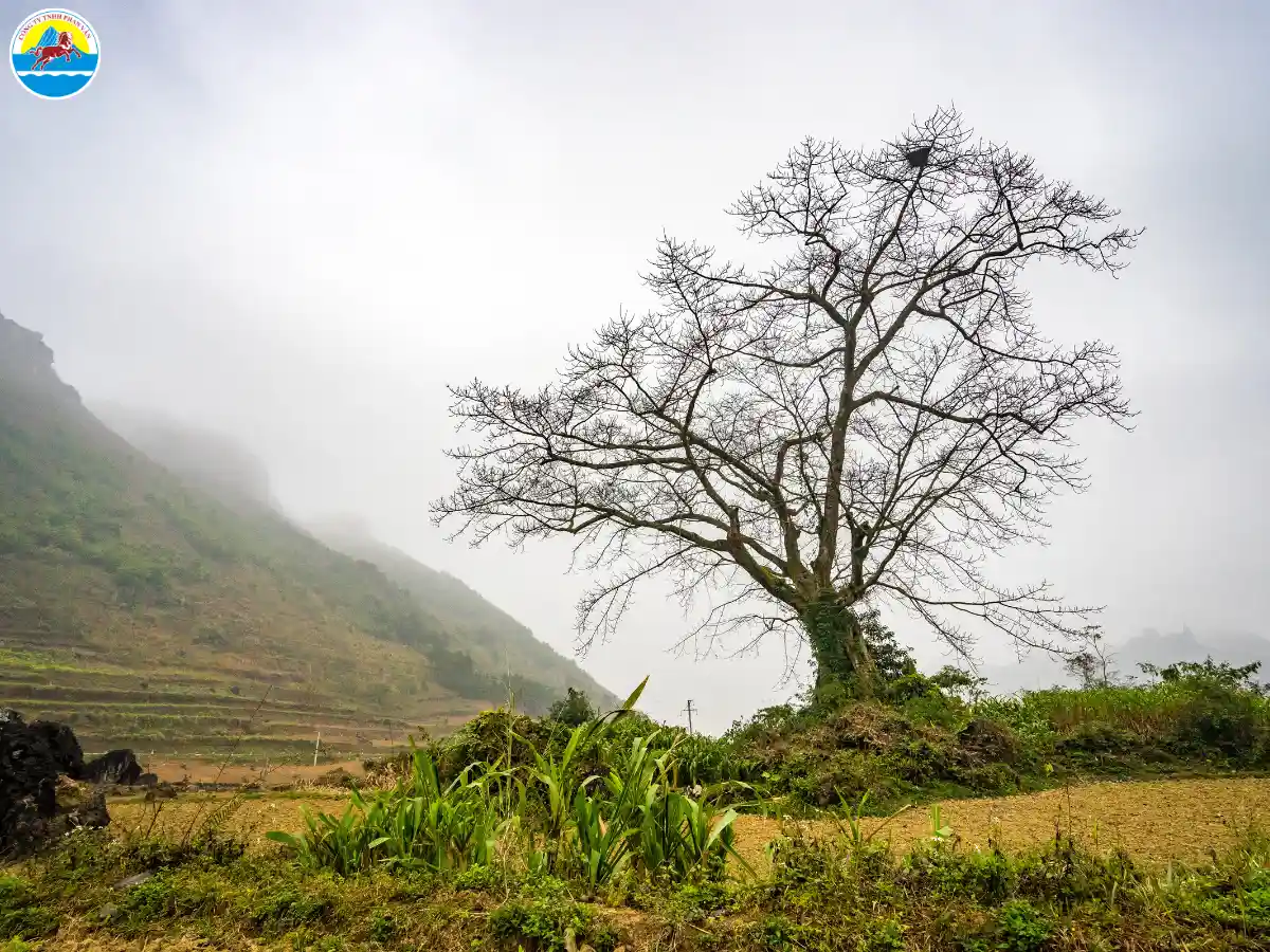 du lịch hà giang tháng 1