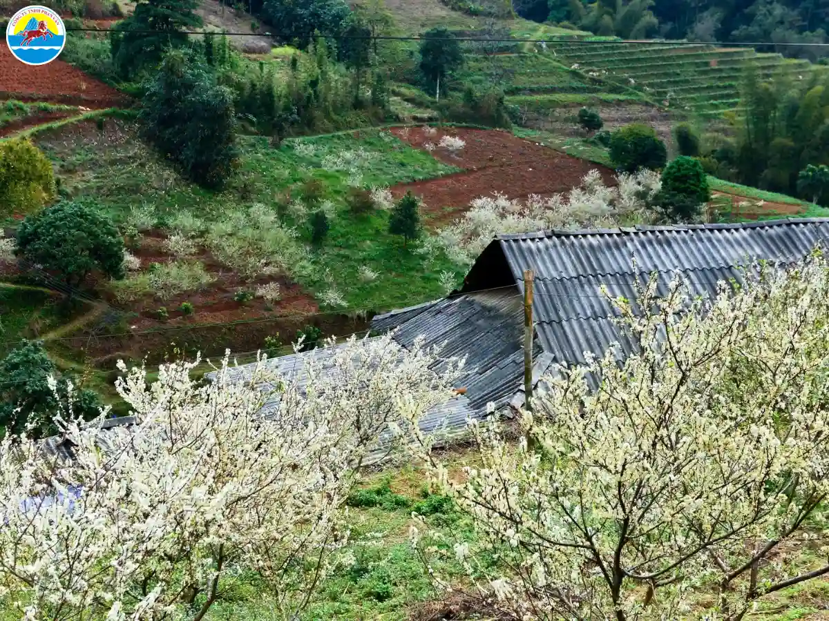 du lịch hà giang tháng 1​