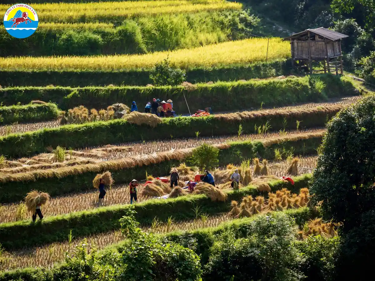 Mùa lúa chín tại Hoàng Su Phì