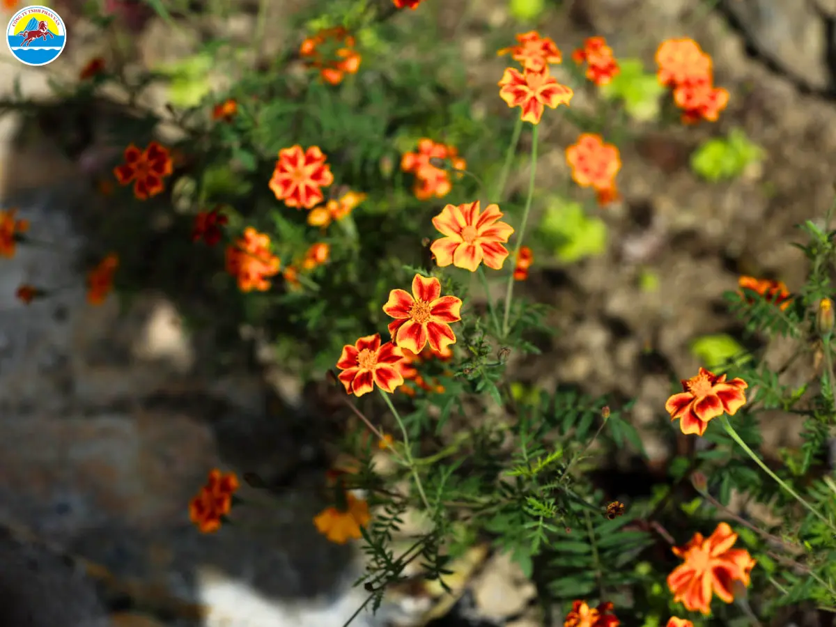 tháng 11 hà giang​