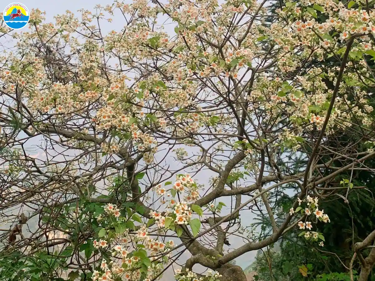 du lịch hà giang tháng 5​
