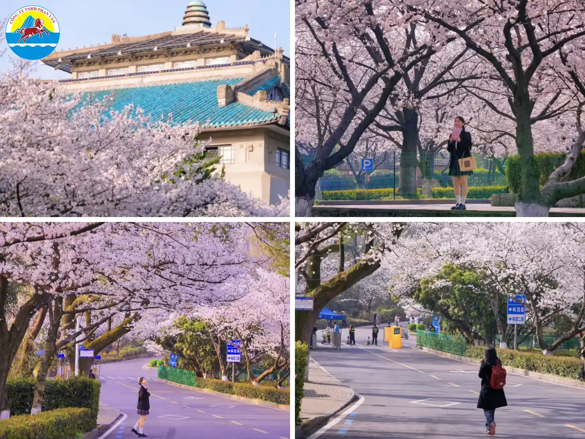 Khuôn viên trường Đại học Vũ Hán thu hút du khách với khoảng 1.000 cây anh đào