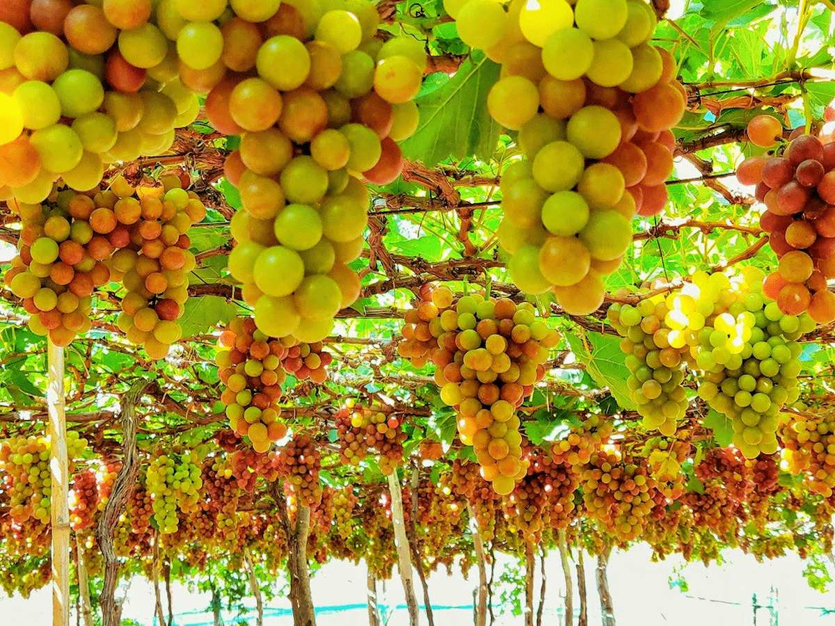 tham quan vườn nho ninh thuận