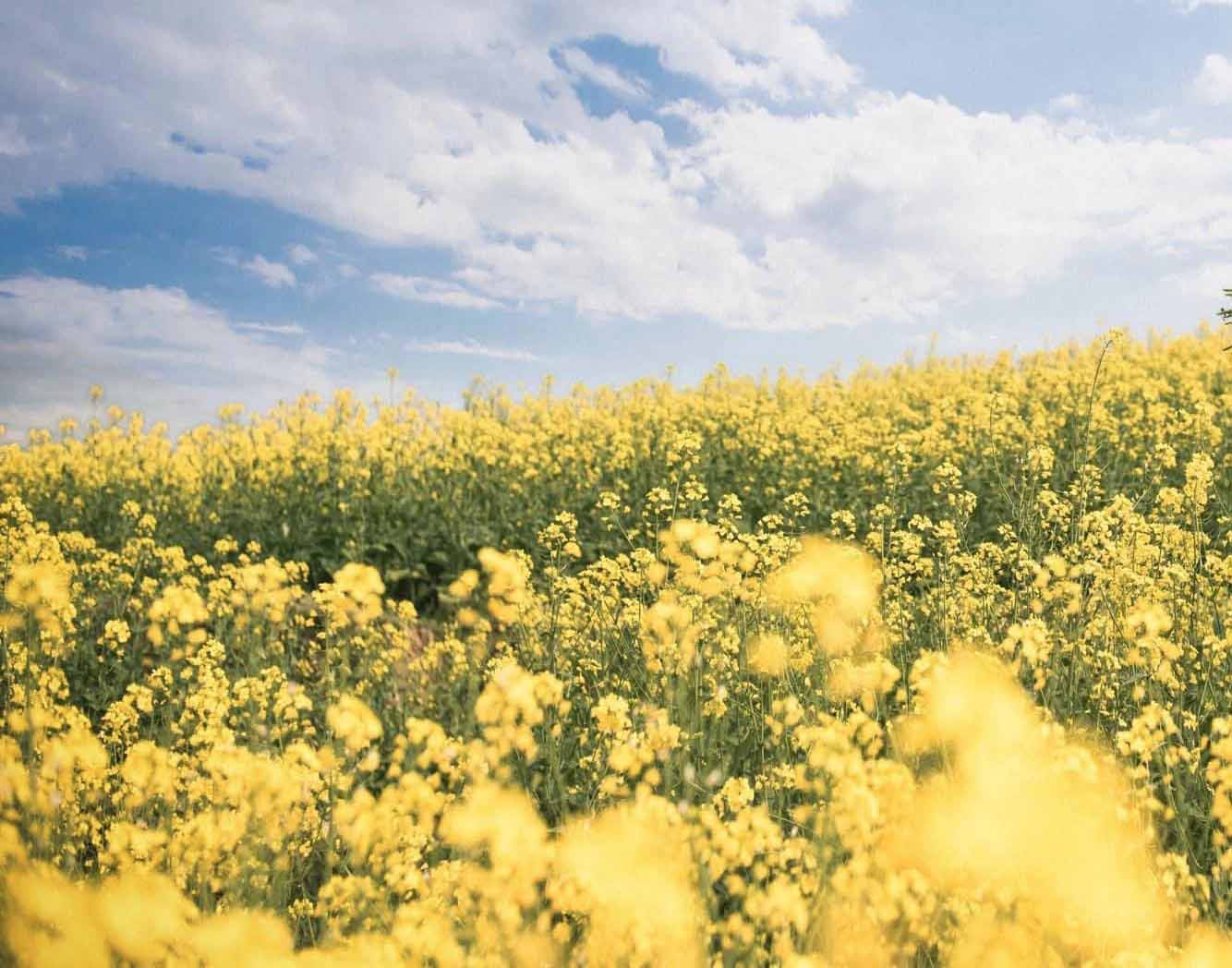 Cánh đồng hoa cải tại Mộc Châu