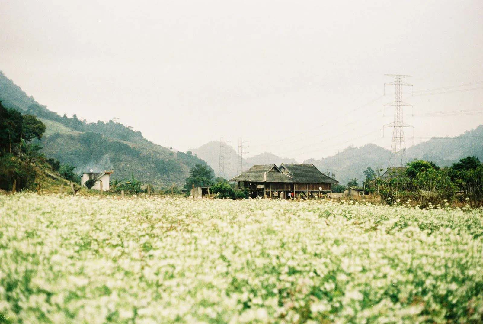 Sơn La, nổi tiếng với những cánh đồng hoa cải