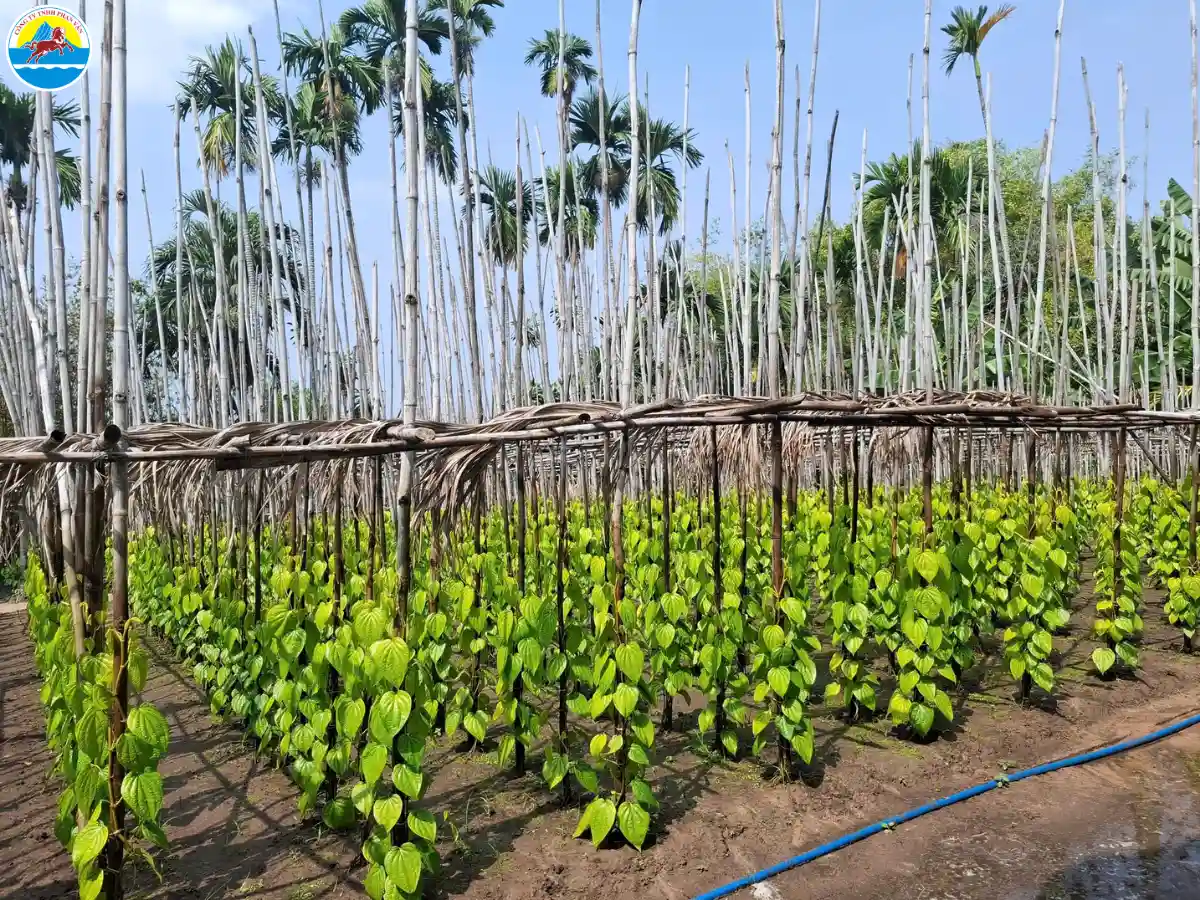 khu du lịch hóc môn