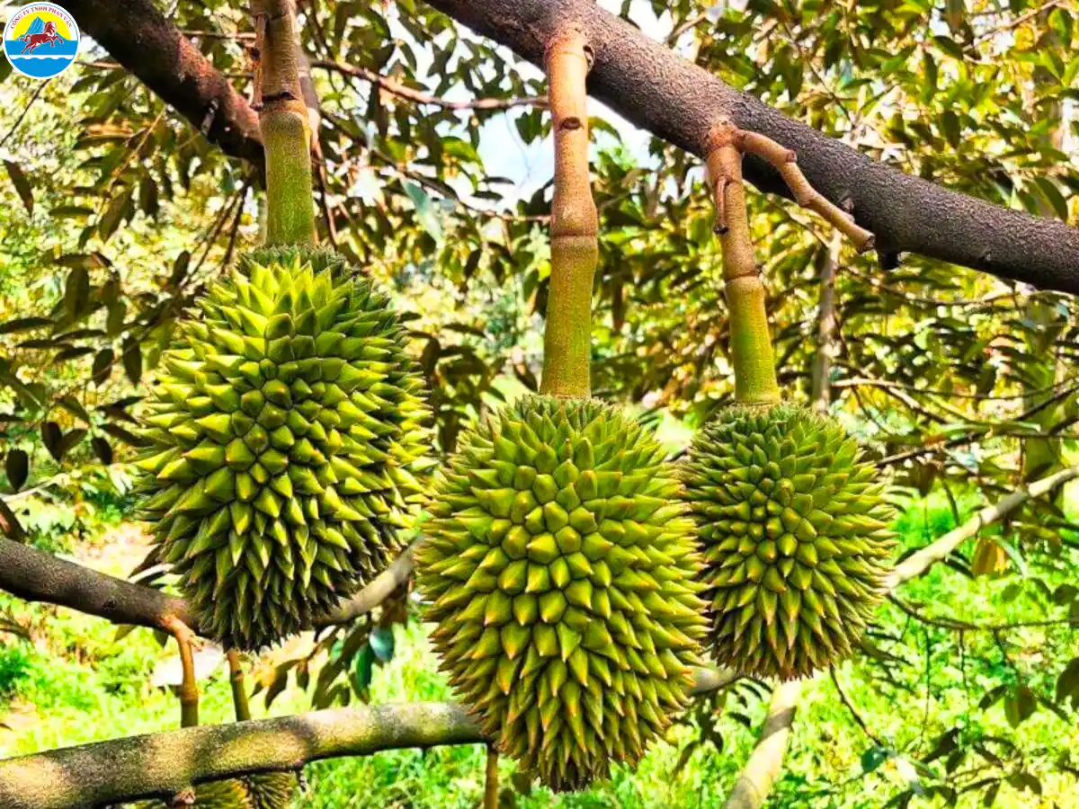 du lịch sinh thái bến tre