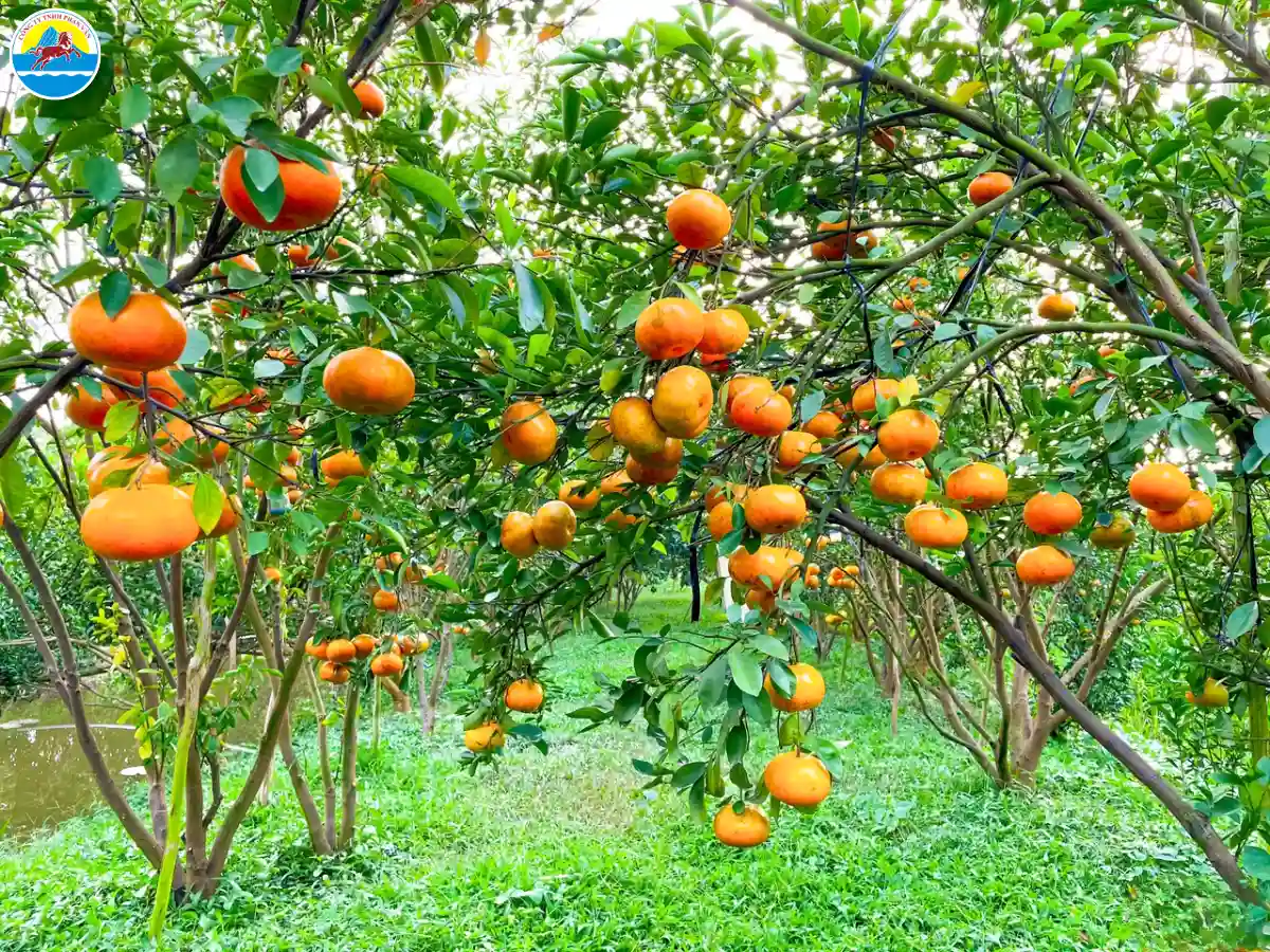 khu du lịch sinh thái ở đồng tháp