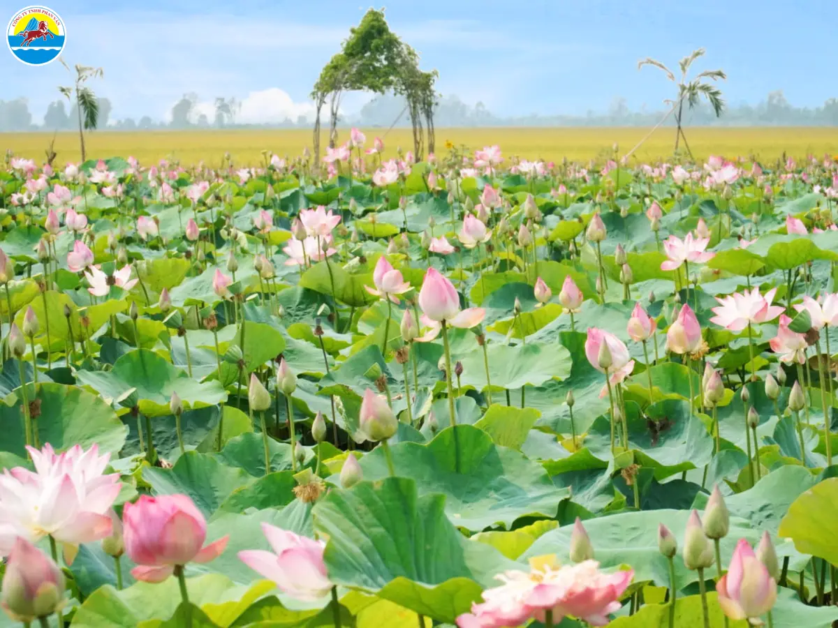 khu du lịch sinh thái ở đồng tháp​