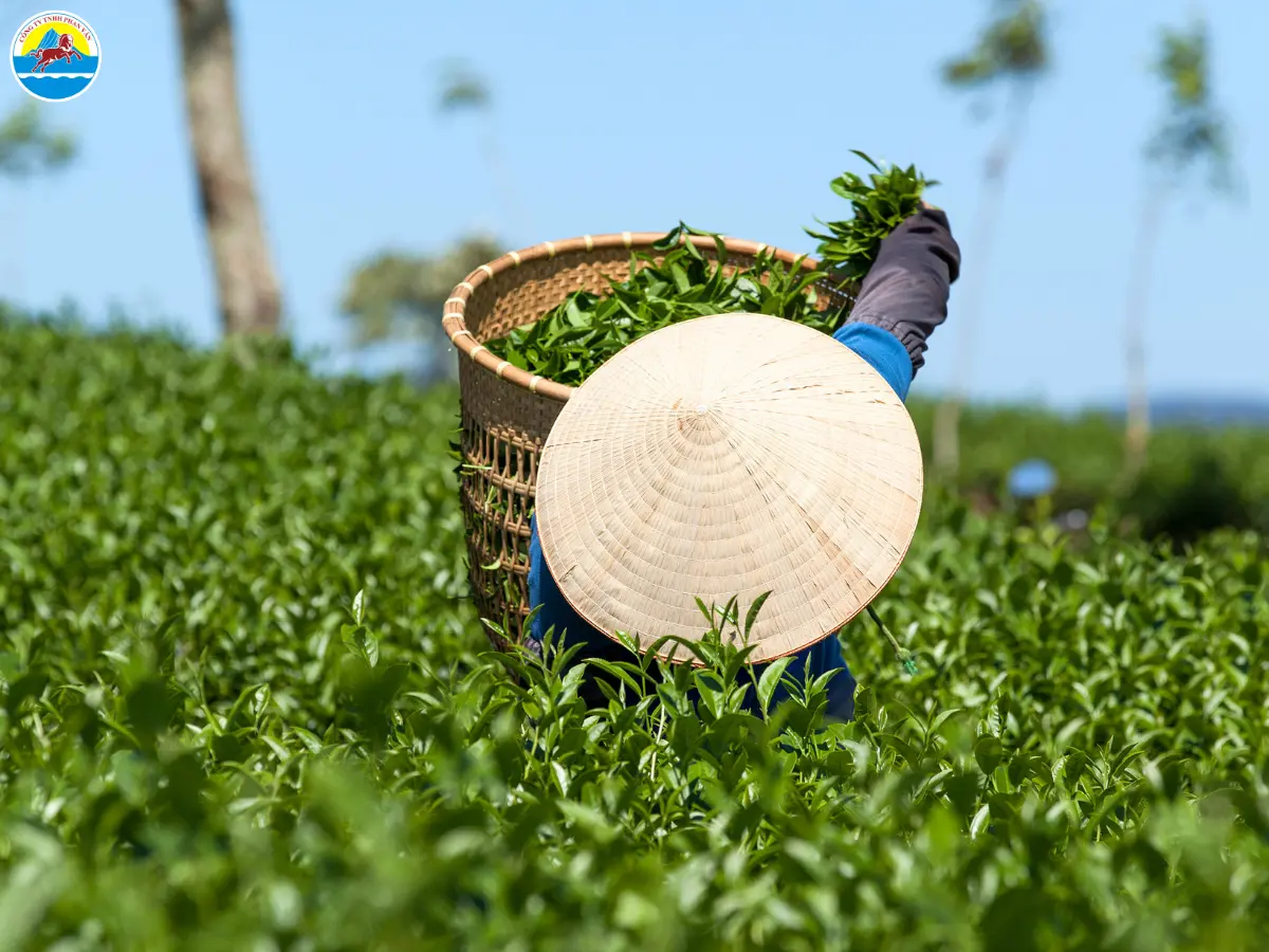 đi đà lạt một mình nên ở đâu​