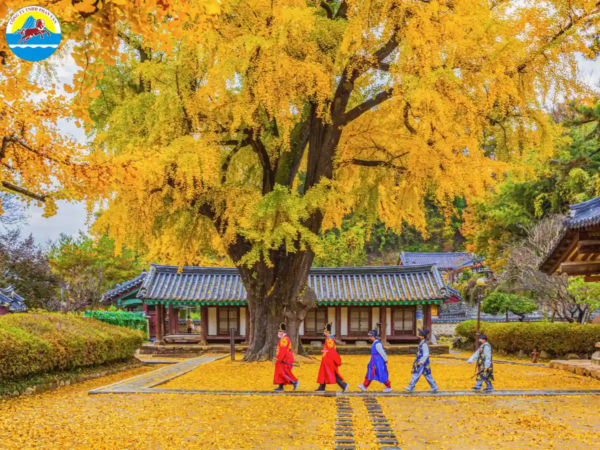 Phan Văn Travel nổi bật với 20 năm kinh nghiệm tổ chức tour Hàn Quốc chất lượng cao