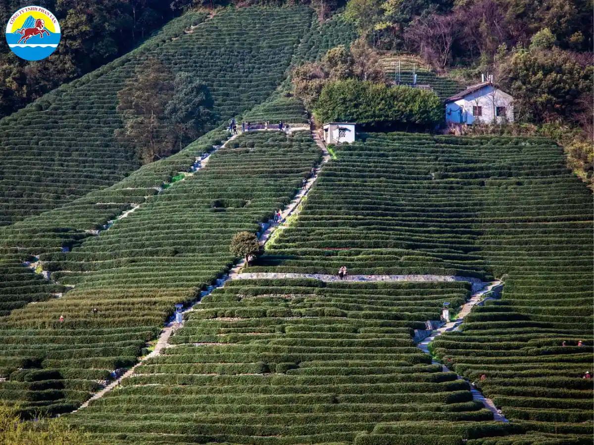 Làng trà Long Tỉnh