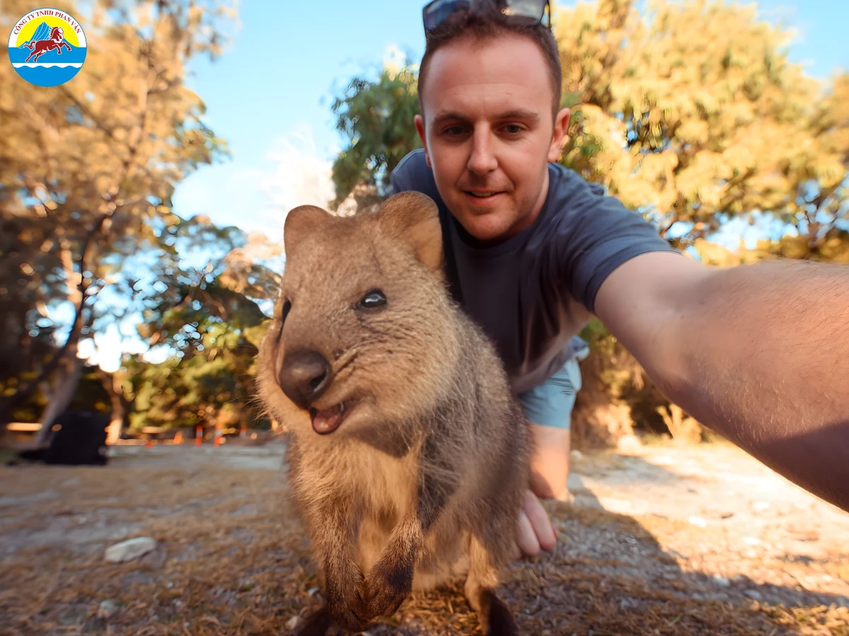 Chụp ảnh cùng chuột Quokka