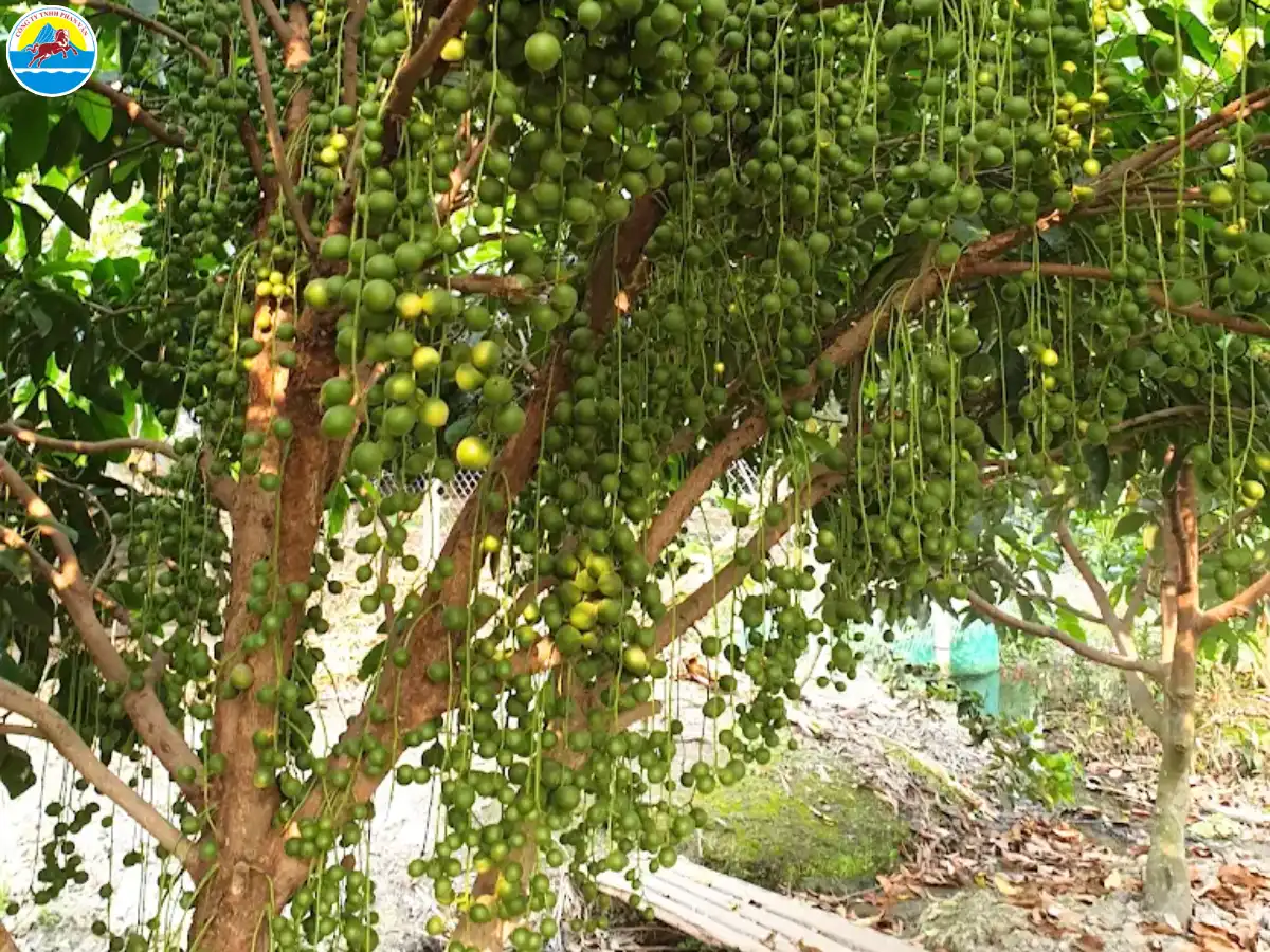 du lịch núi bà đen​