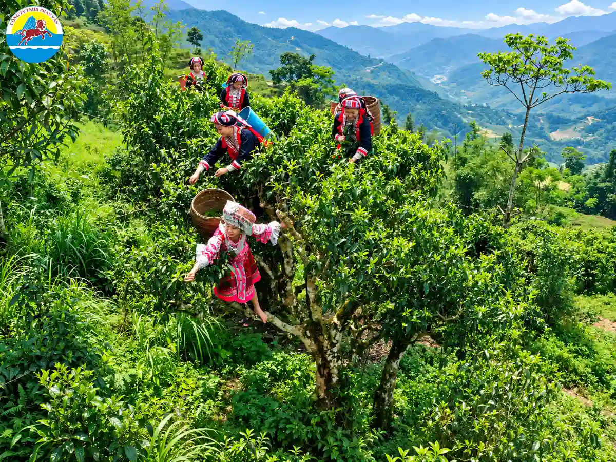 kinh nghiệm đi Tà Xùa