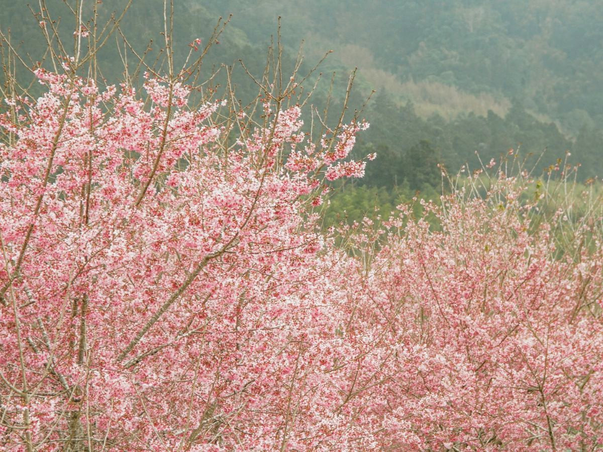 kinh-nghiem-du-lich-alishan-phan-van-travel-1