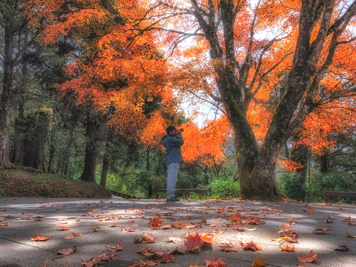 kinh-nghiem-du-lich-alishan-phan-van-travel-2