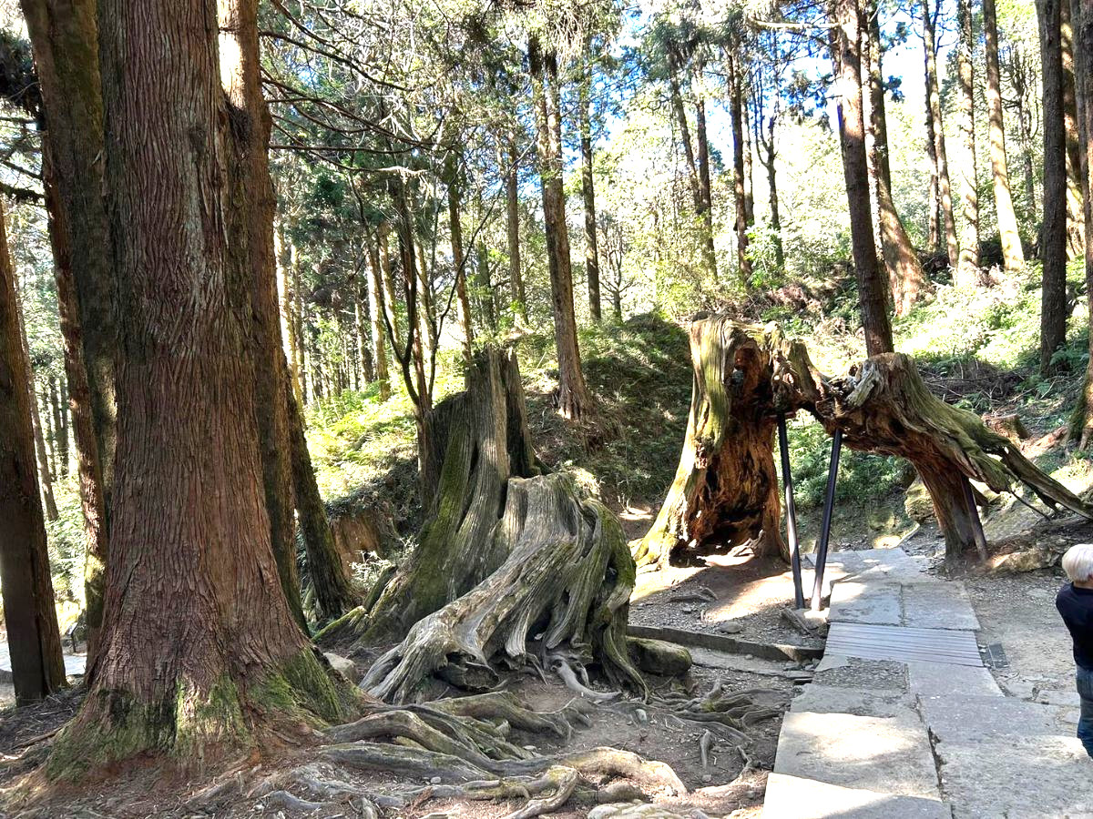 kinh-nghiem-du-lich-alishan-phan-van-travel-5