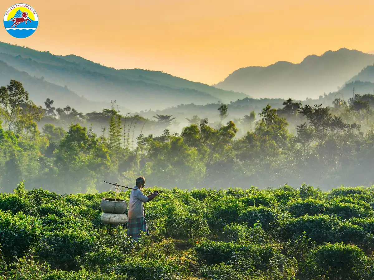 Vùng đất chè Sylhet