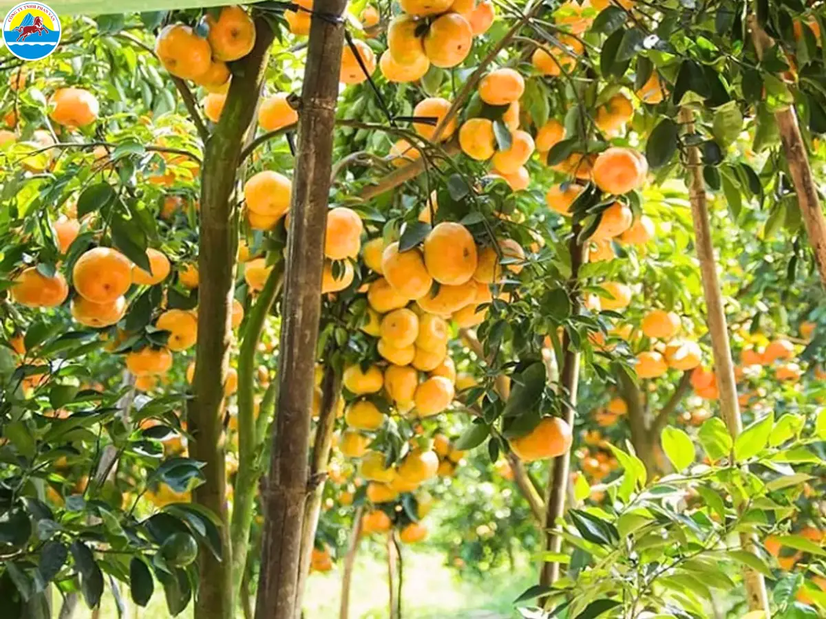 du lịch bến tre tự túc​