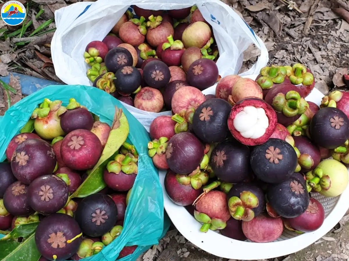 du lịch bến tre tự túc​