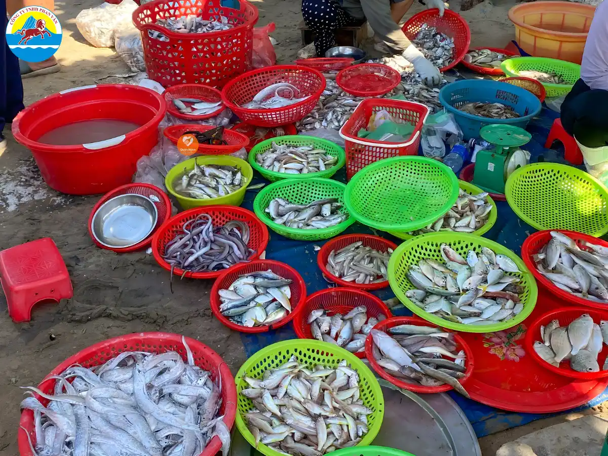 kinh nghiệm du lịch Cát Bà
