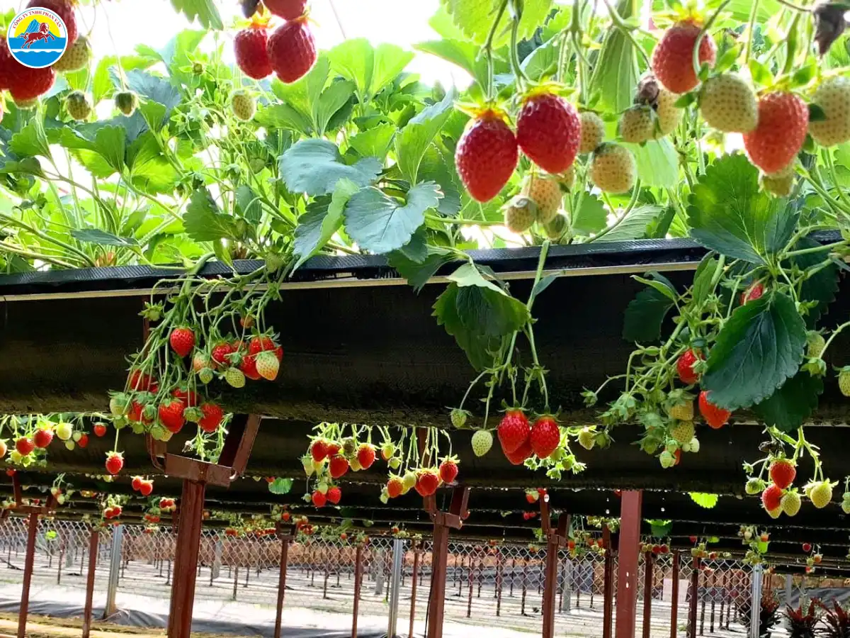 du lịch đà lạt cho gia đình