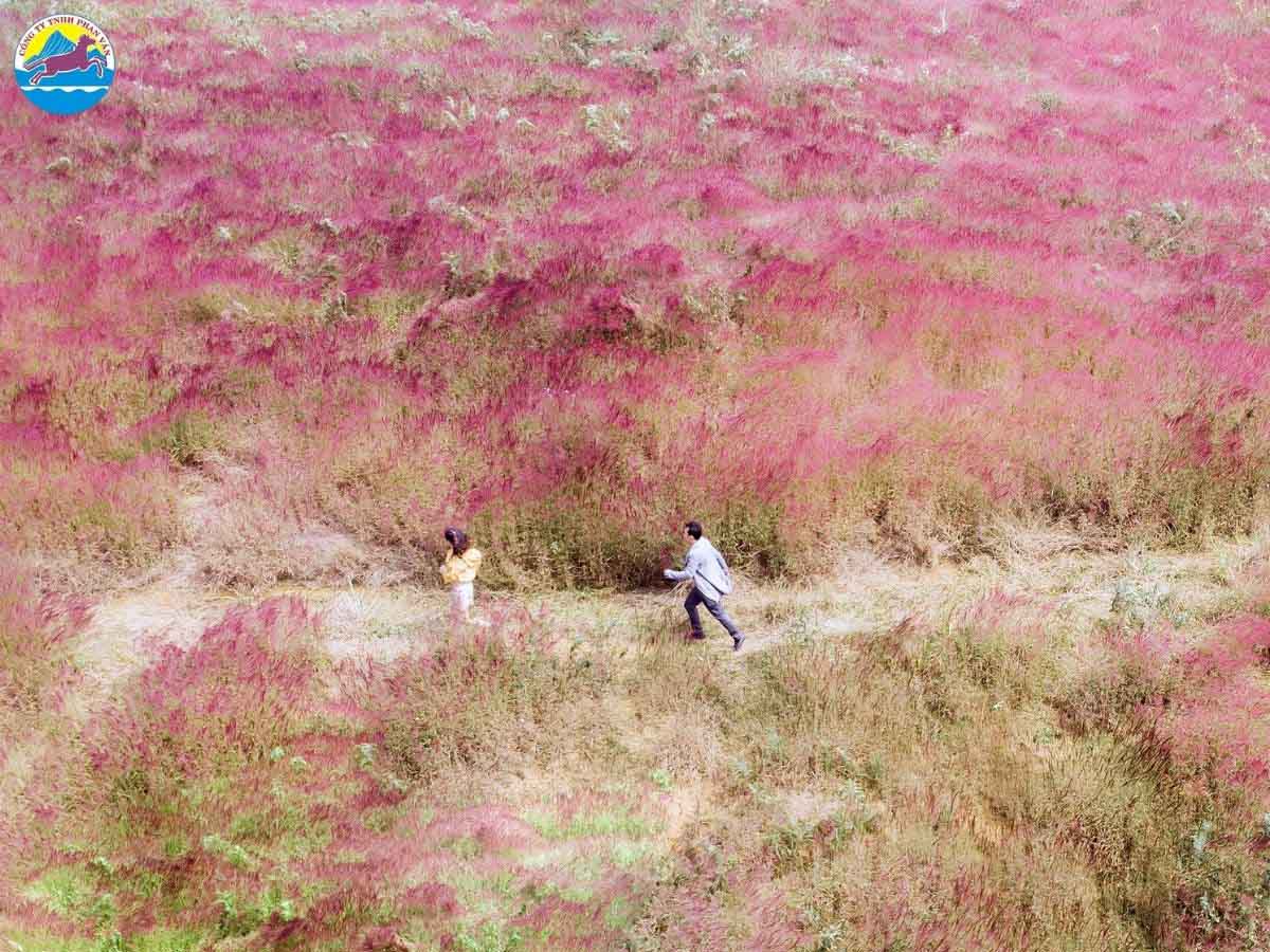 Đồi cỏ hồng Đà Lạt