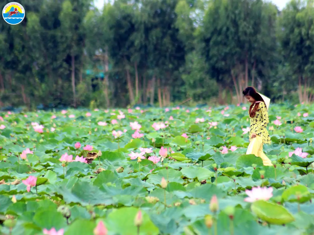 cẩm nang du lịch đồng tháp​