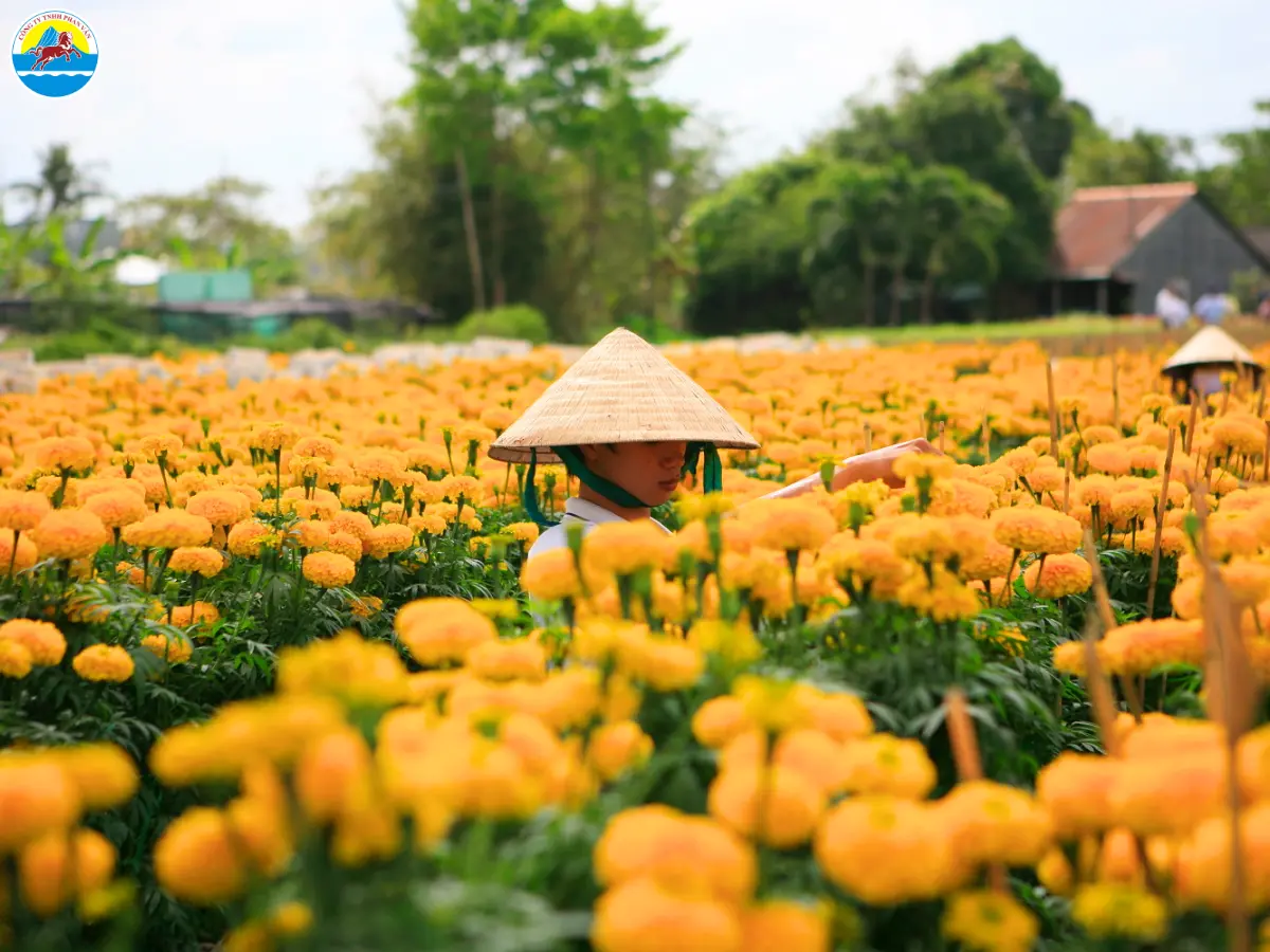 cẩm nang du lịch đồng tháp