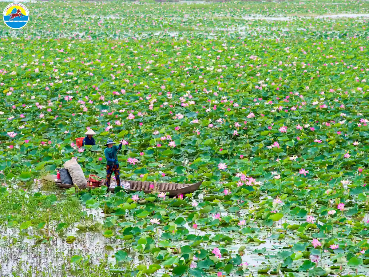 cẩm nang du lịch đồng tháp​