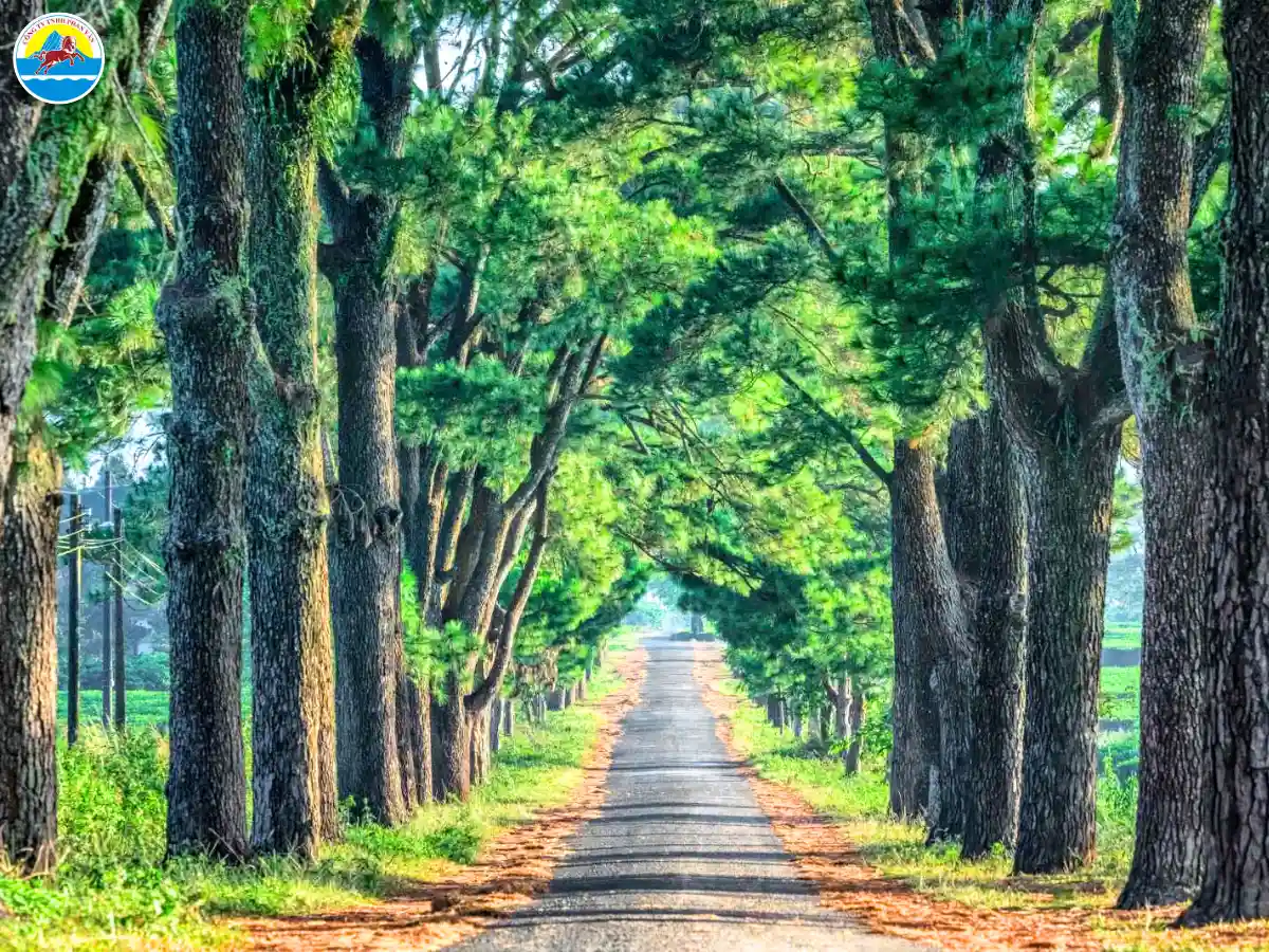 du lịch gia lai tự túc