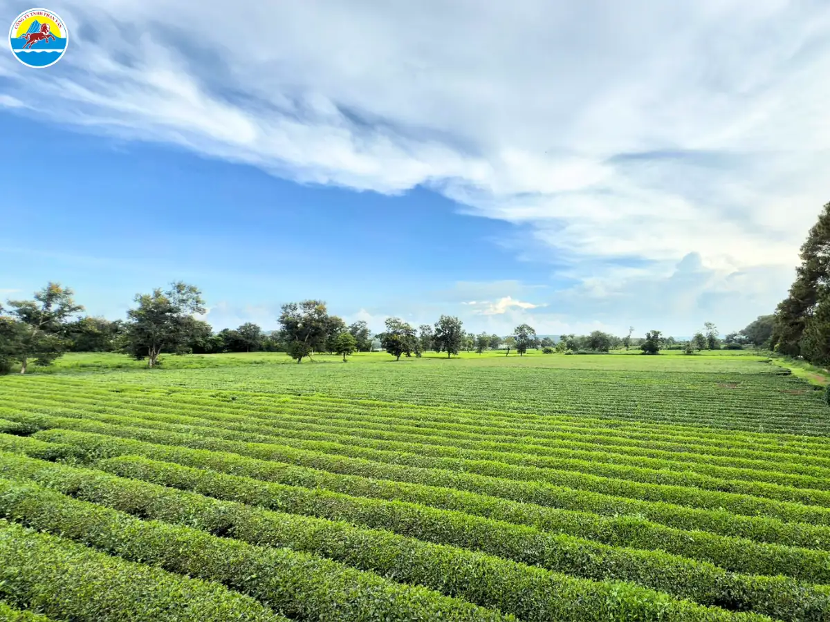cẩm nang du lịch gia lai