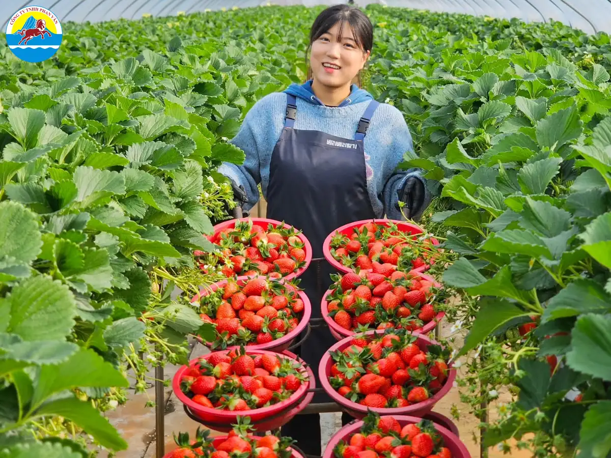 Mùa xuân là mùa của dâu tây Hàn Quốc