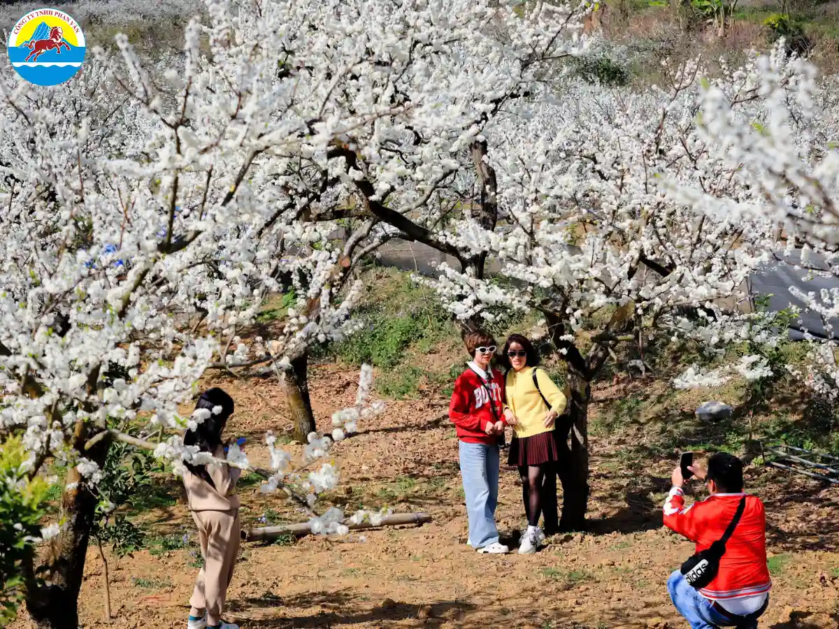 Tết Nguyên Đán là giai đoạn cao điểm du lịch tại Mộc Châu