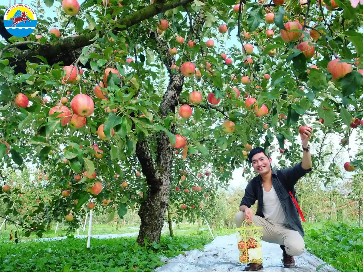 Vườn trái cây Satomi