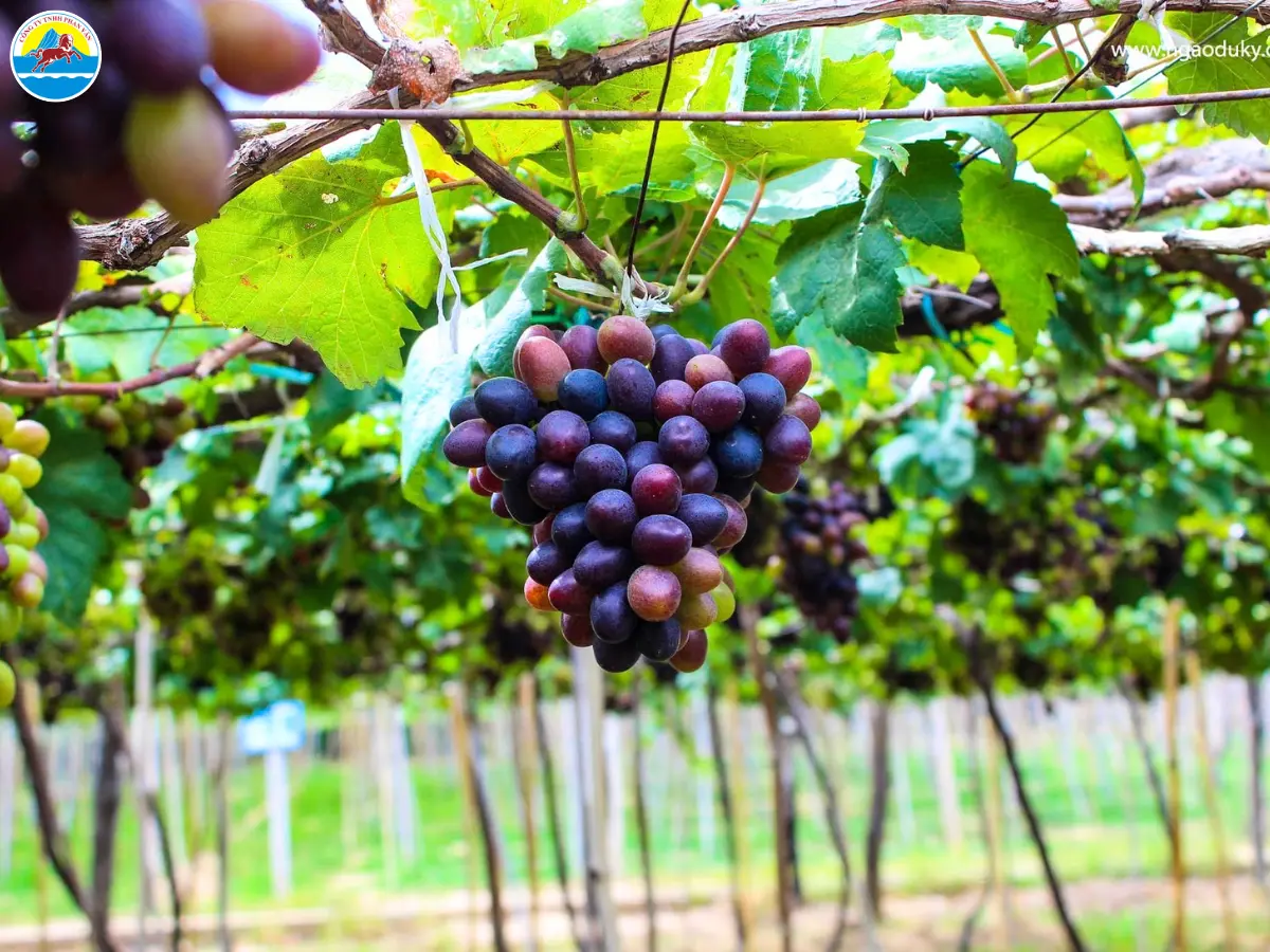 kinh nghiệm đi du lịch ninh thuận