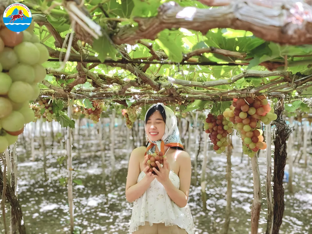 Vườn nho Thái An