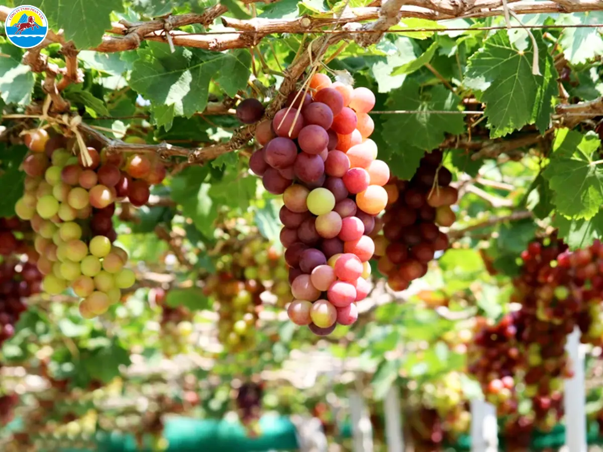 kinh nghiệm du lịch phan rang ninh thuận