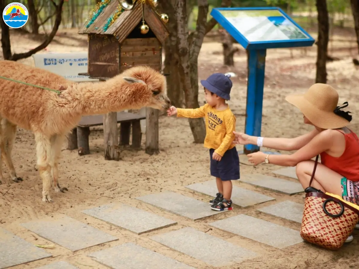 kinh nghiệm du lịch quy nhơn có trẻ nhỏ