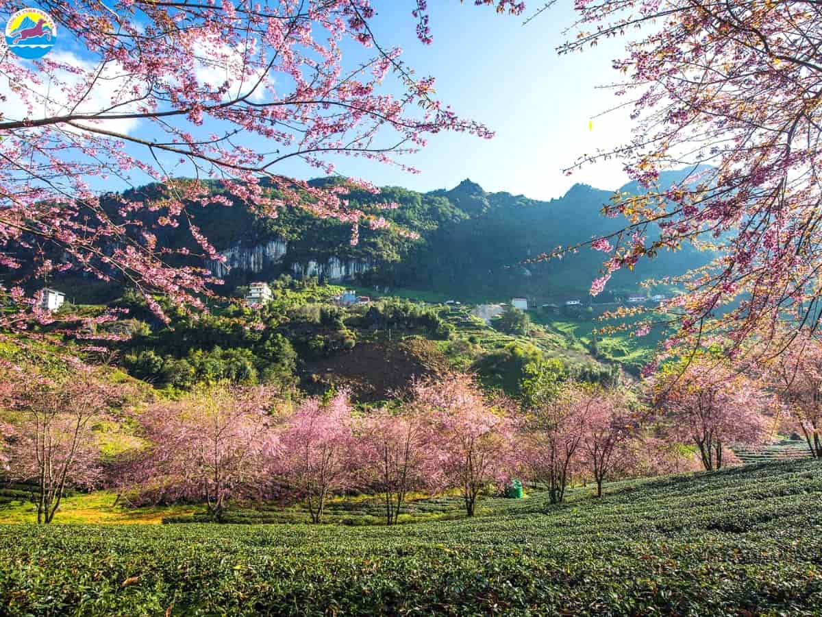 du lịch sapa tháng 2