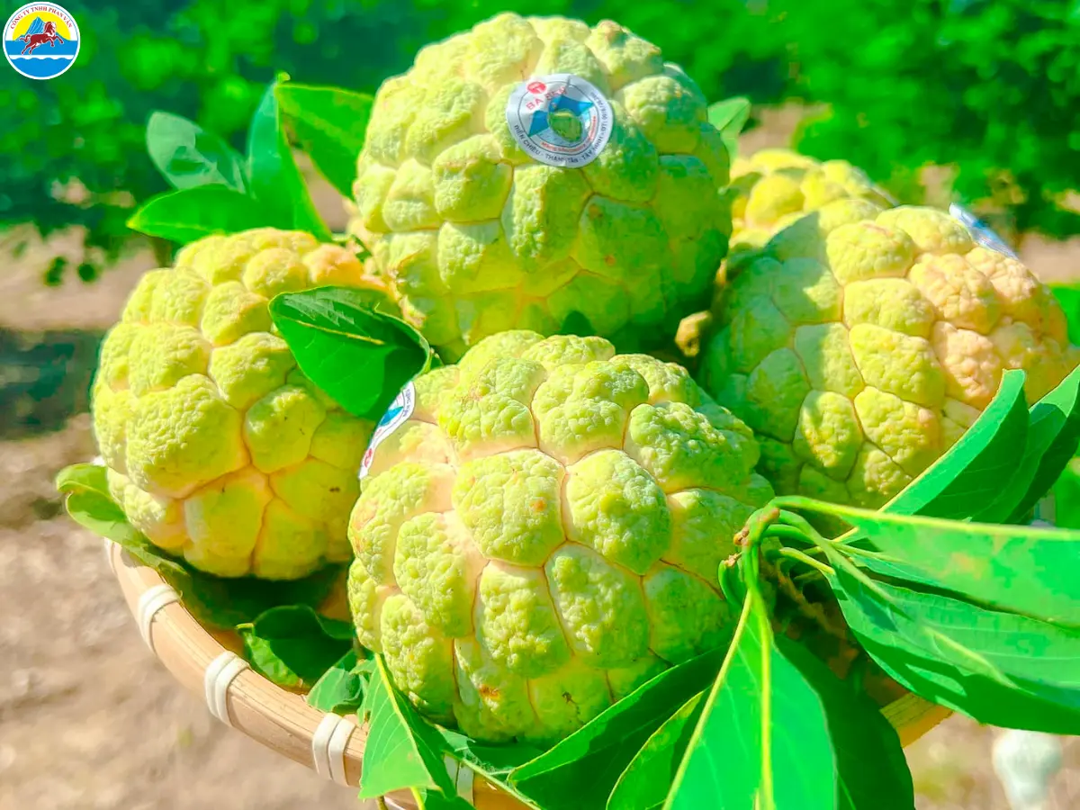 kinh nghiệm du lịch tây ninh​