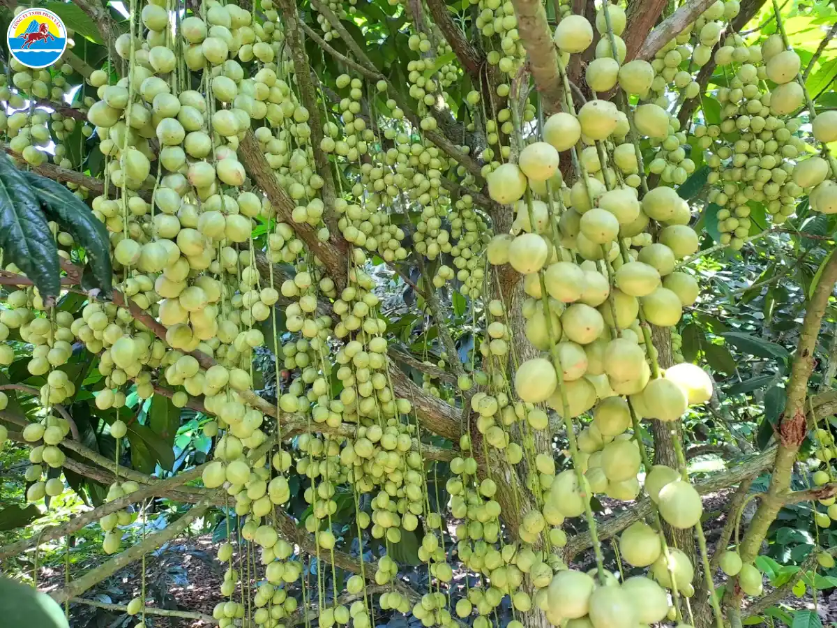 kinh nghiệm du lịch trà vinh​