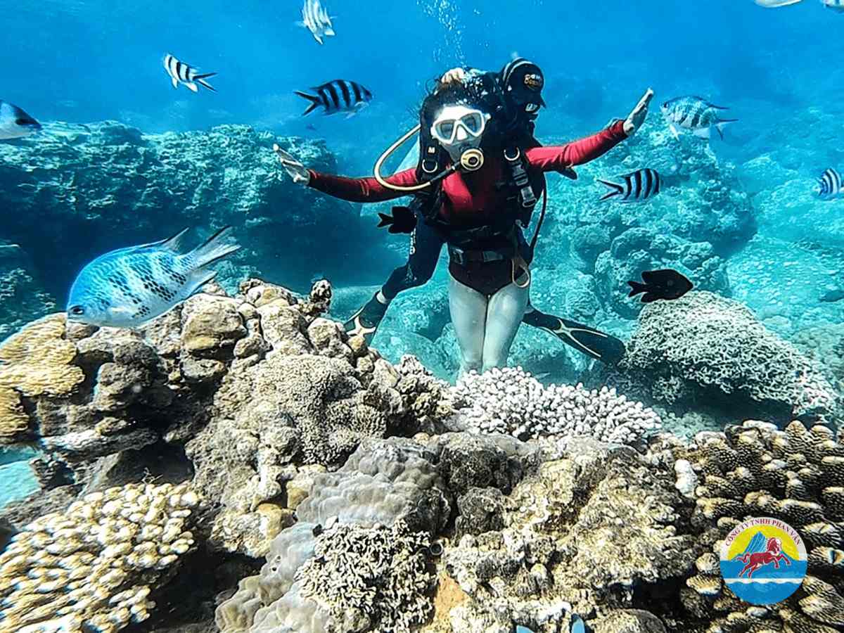 lặn biển ngắm san hô
