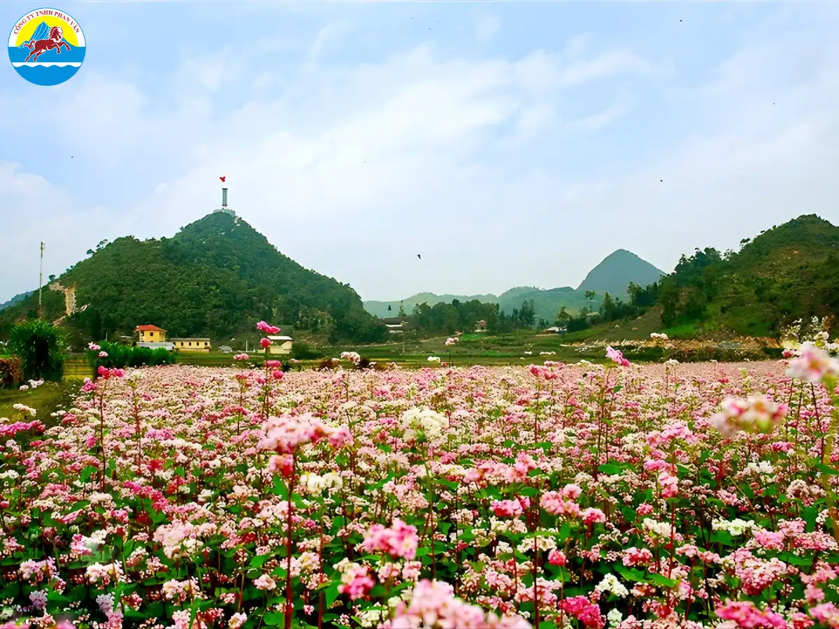 Cánh đồng hoa Tam Giác Mạch