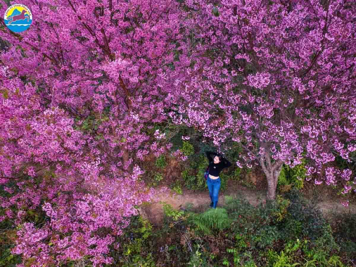 Hoa mai anh đào tại Măng Đen