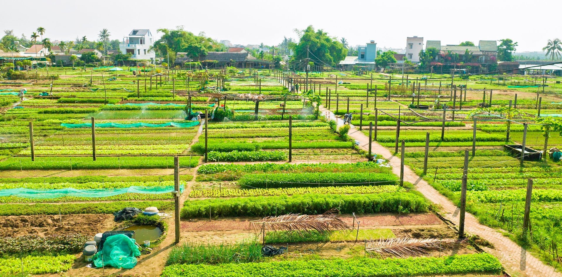 Khung cảnh làng rau Trà Quế