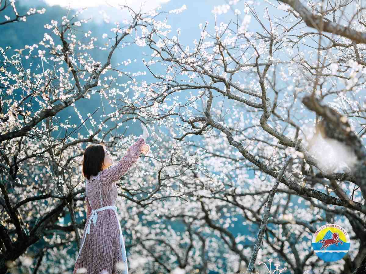 Mộc Châu tháng 12