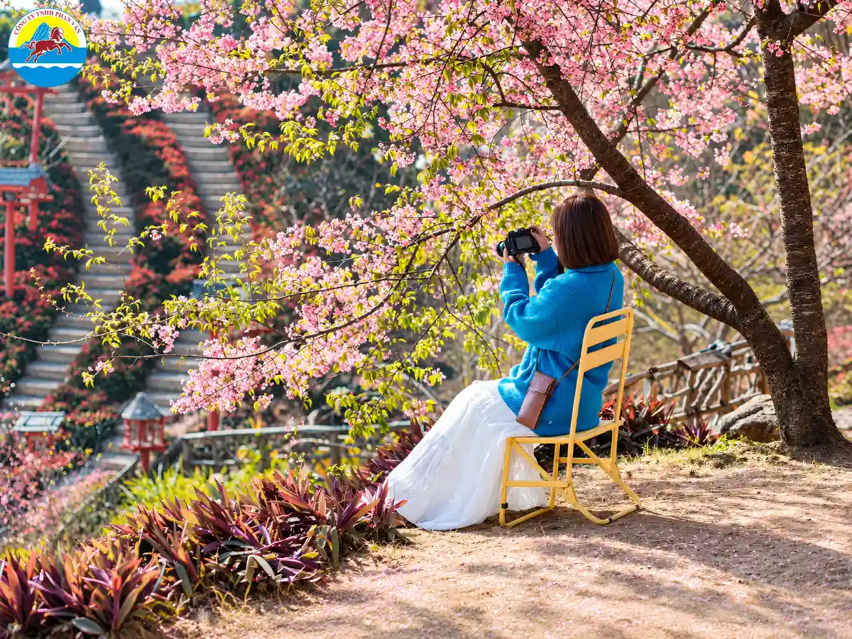 mùa hoa anh đào Mộc Châu